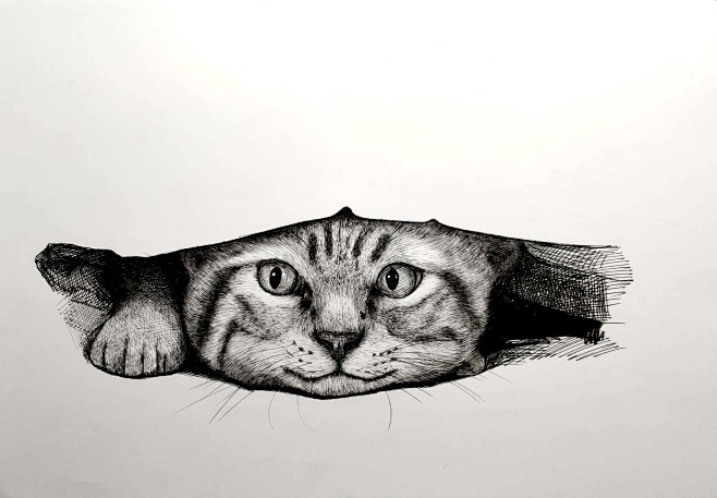 钢笔画猫