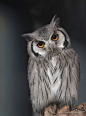 White Faced Scops Owl