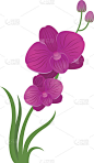 花兰花粉色和紫色股票矢量插图