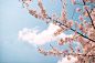광주안과가 2018년 벚꽃개화 시기, 벚꽃명소를 알려드립니다!