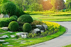 Plantes faciles à tailler en boule