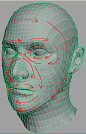 Human Head Model. Focused on Topology