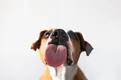 点击来源直接获取大图文件 |Dog with licking tongue, close-up view, shot through the glass. Funny pet portrait, focus on the tongue