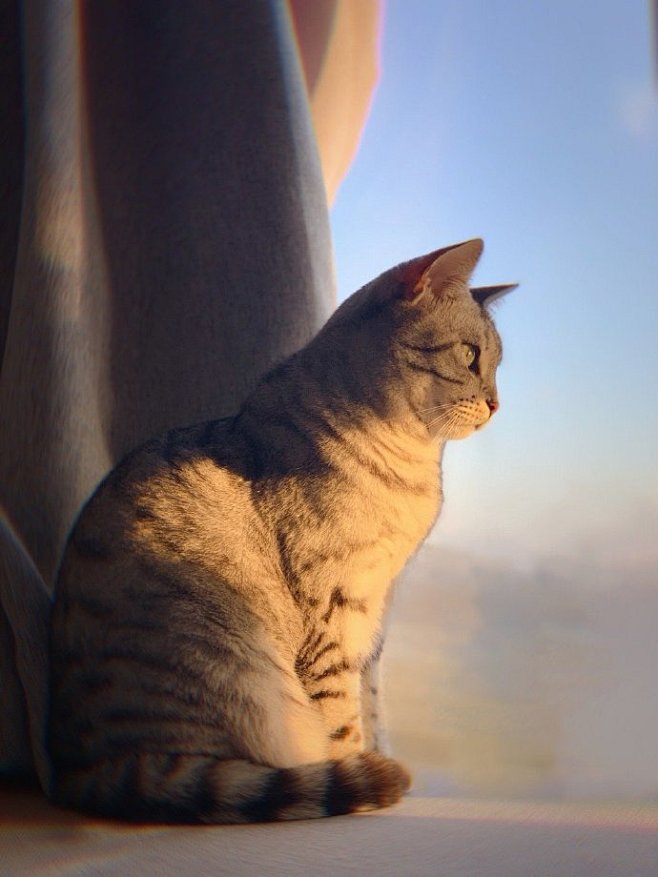 夕阳西下，在飘窗上俯瞰归巢人类的猫咪。 ...