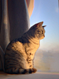 夕阳西下，在飘窗上俯瞰归巢人类的猫咪。 ​​​​