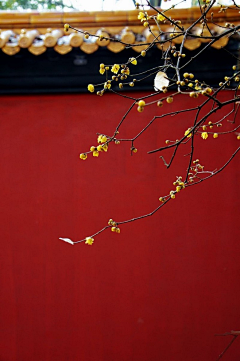 Cherry-C采集到背景素材