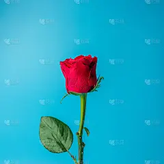 蓝色背景上的红玫瑰。情人节、妇女节的贺卡。最小的节日的概念。