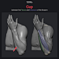 Forearm Flexor and Extensor Gap