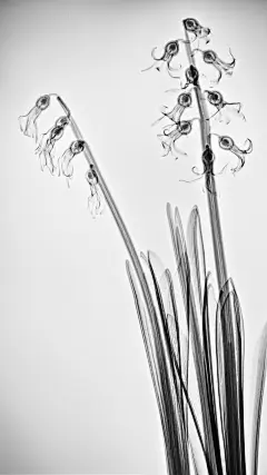 唯美灰色系植物枝干手机壁纸图片