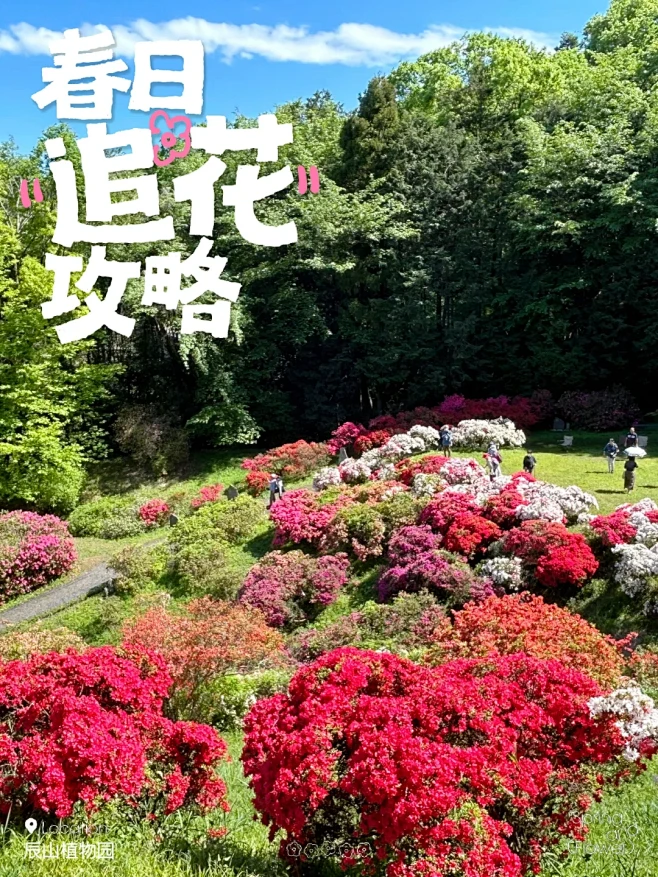 埼玉县·越生町·杜鹃花海（ツツジ祭り） ...