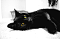 General 6000x4000 cat animals monochrome photography