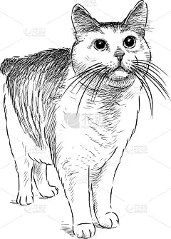 一只正在看的家猫的手绘图