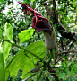 全部尺寸 | Hibiscadelphus giffardianus | Flickr - 相片分享！