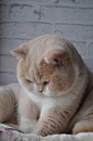 We all know that left to his or her own devices, our cats will happily munch through an entire bag of treats. It’s why you don’t keep the cat treats next to the cat’s food bowl on the floor. So once you’ve adopted a cat, it’s up to you to step up and prop