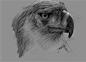 Eagle by ~agliophobie on deviantART