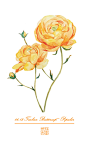 #365 Days Birthday Flowers#06.13 生日花：毛茛（Turban Buttercup）花语：受欢迎（Popular）-三木焱圭（吴公子）__涂鸦王国插画