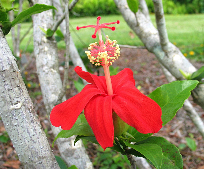 全部尺寸 | Hibiscus koki...