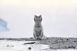 This Arctic fox is a thing of beauty