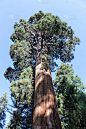 红杉,巨大的,自然,垂直画幅,植物,美国,无人,giant sequoia,户外,加利福尼亚