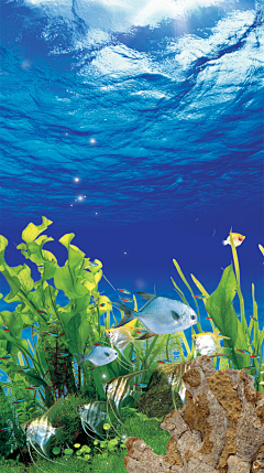 京田海子a采集到鱼类、水下生物