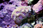 海底世界珊瑚礁(原图尺寸：780x520px)