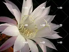 花 莲花 花壁纸 美丽的花朵 开花 花卉背景 花瓣 纯的 花的