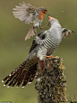 【这是一只暴力啾！超凶！】
据每日邮报报道，摄影师 Alan McFadyen 在苏格兰拍摄到一组极具戏剧性的画面：一只欧亚鸲（European Robin）为了保护自己刚刚产完蛋的巢穴不被大杜鹃（Common Cuckoo）寄生，与大杜鹃大打出手，虽然体型相差悬殊，但似乎丝毫不落下风！ ​​​​