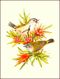 DeidreHunt - flowers & birds