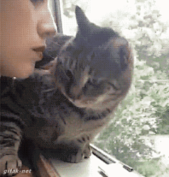 LMResemble采集到猫星人