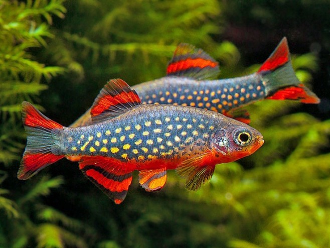 Galaxy danio