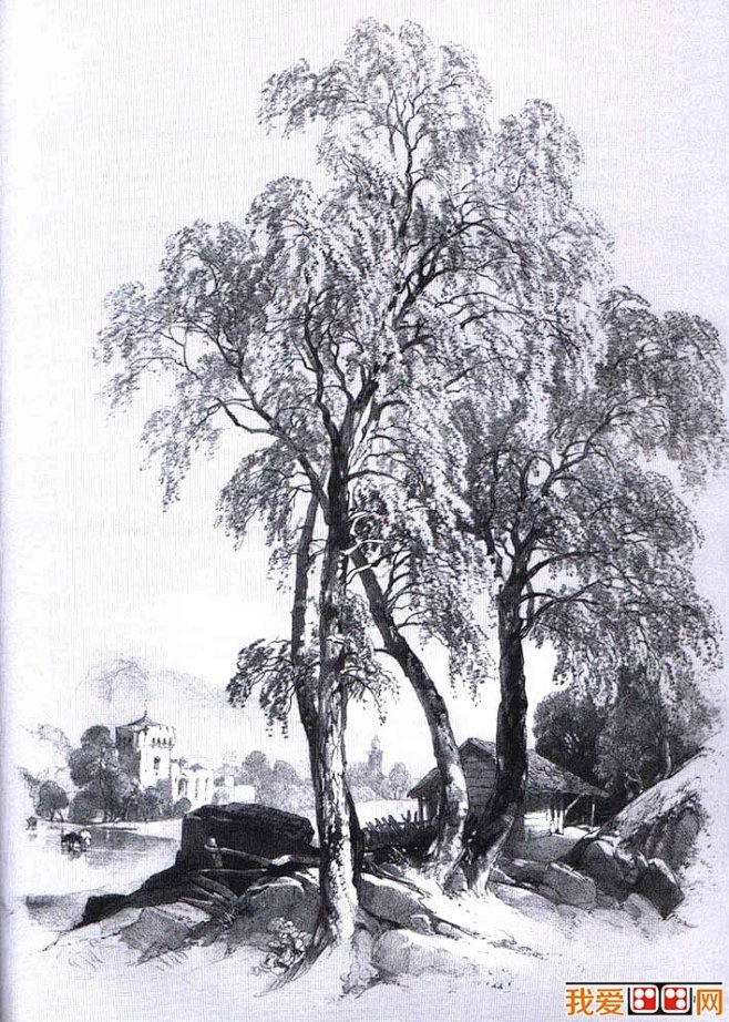 国外关于树的素描风景图片,各种各样素描树...