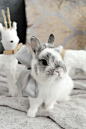 netherland dwarf rabbit, bunny, corduroy the bunny, broken chinchilla