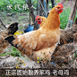 固始鸡 – 河南-信阳-固始特产