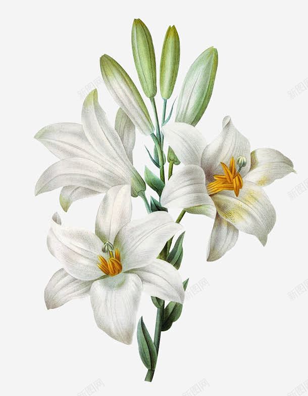 白色的水仙花和花苞