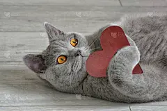 情人节,猫,心型,短发,贺卡,概念,红色,英国,拿着,头发