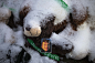 雪中的纪念：周二圣诞节上午，康涅狄格州纽敦(Newtown)，刘易斯(Jesse McCord Lewis)的照片安放在泰迪熊的怀中，泰迪熊的身上落满了雪花。六岁的刘易斯是12月14日桑迪胡克小学枪击案中遇难的20个孩子之一。