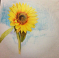 彩铅，向日葵，插画，色彩，植物，风景