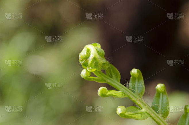 螺线,蕨类,绿色背景,微距,欧洲蕨,刹车...