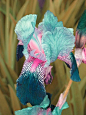 鸢尾 Iris：鸢尾属鸢尾科，全世界约300种，Iris来自希腊语意为“彩虹”。天然鸢尾主要分布在北非、西班牙葡萄牙、高加索地区等。通常德国鸢尾、西班牙鸢尾、黄鸢尾最常见；荷兰还有