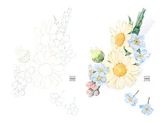 iPad钢笔淡彩｜小雏菊（附线稿）_2_芊叶-bely_来自小红书网页版
