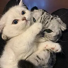 (1 封私信 / 22 条消息) 有没有什么好看且不大众的情头？ - 知乎 : 把私藏很久的情头拿出来了！太好看了，我想脱单！！！多图预警！第一组是我的最爱！超爱李一桐，每部剧都…