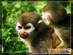 [旅游] 上海野生动物园 猴子:多图, 地狱可可罗旅游攻略