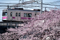 君は桜の真似してるのか？電車君_Japan²