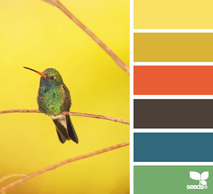hummingbird hues