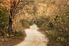 长的,乡村路,水平画幅,沙子,无人,泥土,芬达自然保护区,户外,中长距离,消失点