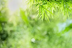 日光,留白,环境,自然,概念,夏天,背景,枝繁叶茂,特写