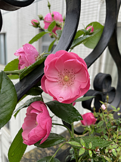 wsyeve源采集到Lovely plants