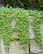 Viola-hederaceae-spillover