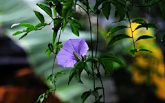 小清新紫色牵牛花桌面壁纸图片2下载(1920×1200)