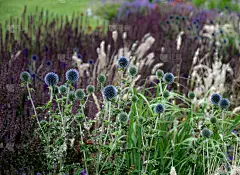 刺桐是一种高大浓密的多年生白刺，生长高度约为80厘米。灰绿色的多刺的叶子。它冬天吸，春天又反弹。华紫